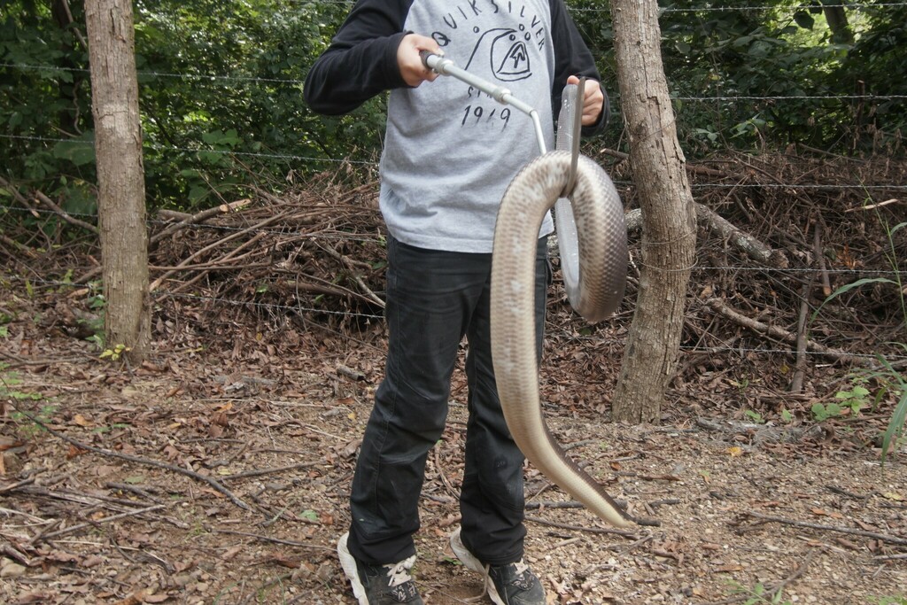 Mexican Burrowing Python from Guanacaste Province, Costa Rica on ...