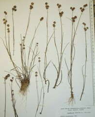Juncus scirpoides