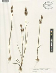 Juncus scirpoides