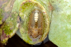 Isopoda