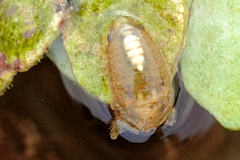Isopoda