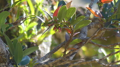 Ericaceae