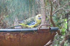 Platycercus caledonicus