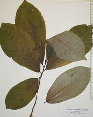 Asimina triloba