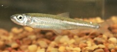 Notropis rubellus