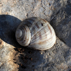 Helix engaddensis