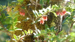 Ericaceae