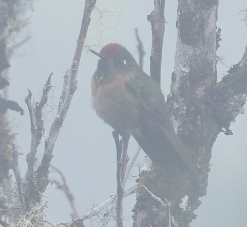 Rufous-capped Thornbill (Chalcostigma ruficeps)