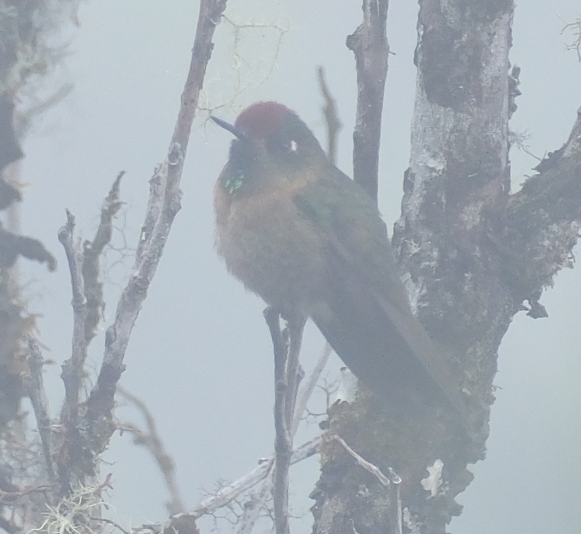 Rufous-capped Thornbill (Chalcostigma ruficeps), photo 1