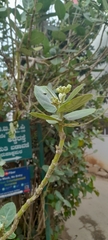 Calotropis