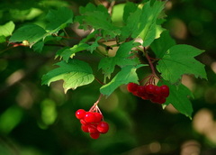Viburnum opulus opulus