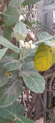 Calotropis