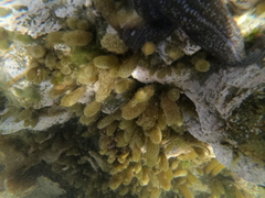 Adenocystis utricularis