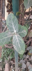 Calotropis