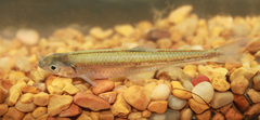 Notropis
