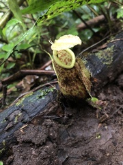 Nepenthes