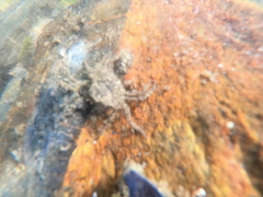 Halicarcinus planatus