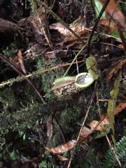 Nepenthes
