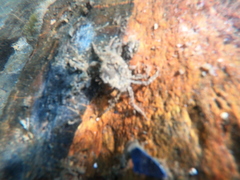 Halicarcinus planatus