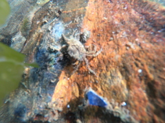 Halicarcinus planatus