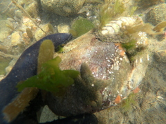 Anasterias antarctica