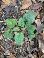 Violaceae