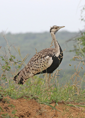 Lissotis melanogaster
