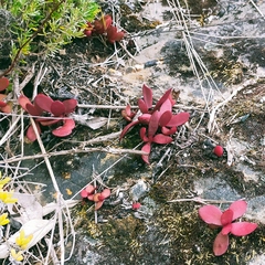 Crassula atropurpurea
