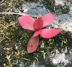 Crassula atropurpurea