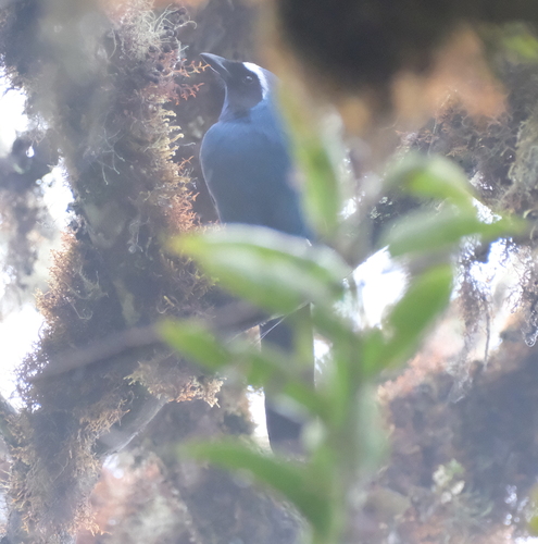 White-collared Jay (Cyanolyca viridicyanus), photo 7