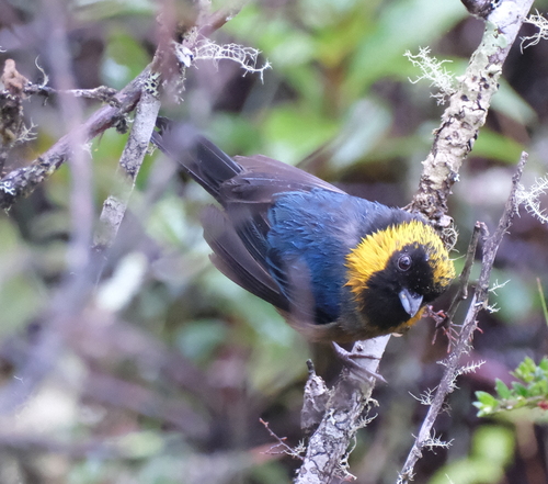 Golden-collared Tanager (Iridosornis jelskii), photo 4