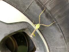 Stagmatoptera