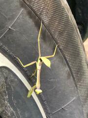 Stagmatoptera