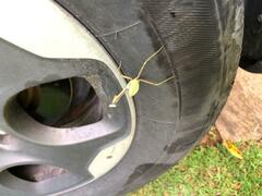 Stagmatoptera
