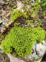 Trichostomum brachydontium