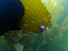 Margarella violacea