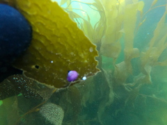 Margarella violacea