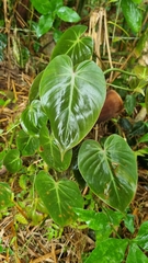 Philodendron hederaceum