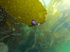 Margarella violacea