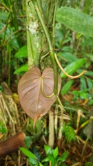 Philodendron hederaceum