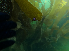 Margarella violacea