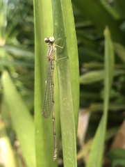 Acanthagrion