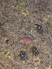 Tricolia