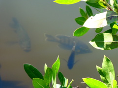 Lepomis macrochirus purpurascens