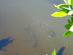 Lepomis macrochirus purpurascens