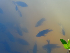 Lepomis macrochirus purpurascens