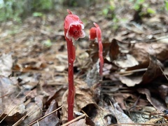 Monotropa coccinea