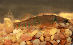 Etheostoma variatum