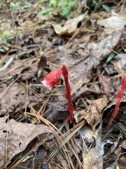 Monotropa coccinea