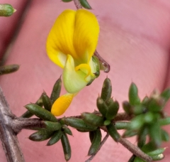 Aspalathus biflora biflora